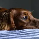 This one common legume can be lethal for your canine companion