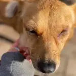 One-eyed dog who was tortured ‘all her life’ seeks a new home