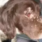 One of the seven dogs abandoned from a van