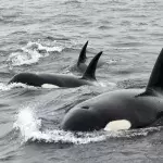 Orcas have been attacking sailboats in Europe