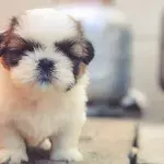 Outrage as a 3-days-old puppy and its mum were dumped under a bush 