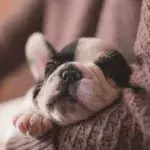 The owner neglected the pup to the point where the vets had to take a heartbreaking decision 