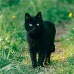 Owner’s heartbreak as a family cat is killed by firework ahead of Bonfire night 