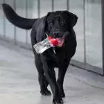 A passenger dumped his puppy right at the airport but then something unexpected happened 
