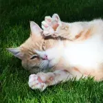 Paw communication: Here's what your cat is trying to tell you with their paws