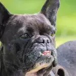 People in shock as an animal shelter tells the truth about this ‘100% jerk’ abandoned dog