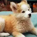 Phoebe