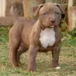 The Pit Bull was first bred in the 19th century.