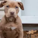 Pitbull