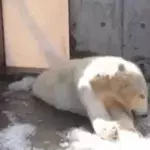 This polar bear at a Utah zoo has sparked quite the controversy.