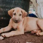 Police heartbroken as they find 18 neglected puppies in 'the worst condition ever seen'
