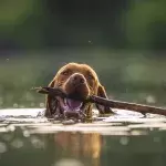 Police's shock over cruelty after four dogs were weighed down and thrown into the pond to die