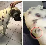 This poor dog was shot over 50 times with lead bullets