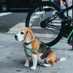 A pregnant dog was abandoned with a heartbreaking note, and you won’t believe what it says (VIDEO) 