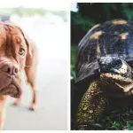 Pug and tortoise