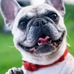 A pup abandoned with horrendous untreated burns charmed his foster family and got a forever home 