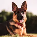 This pup was dognapped, abandoned and lived like a stray; five long years later it's back with its owners (VIDEO) 