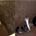 puppies