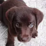 A puppy found ‘covered in maggots’ looks unrecognizable after a woman took him in (VIDEO)