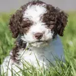 This puppy found treasure worth almost £6,000 on its very first walk
