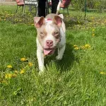 This puppy was abandoned in a dumpster until binmen found it