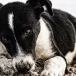 This puppy wasn’t let into a plane so his owner just dumped him outside the airport
