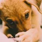 The puppy who ‘crumbles and urinates' of fear at the sight of people was found living in an old TV