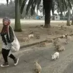 Rabbit island