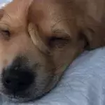 Rae the unicorn dog is all grown up