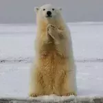 Rare bear species discovered in Greenland after centuries of isolation