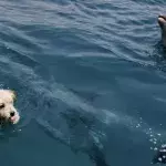 Real life 'Zeus and Roxanne'