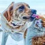 This rescue puppy was adopted into a house with two cats, and something incredible happened 