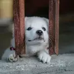 Rescue’s agony as they find an abandoned terrified dog in their car park first thing in the morning 