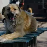 Rescue’s desperate plea as they fear this giant puppy will never find a forever home