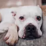 Rescue’s devastation as no one wants to adopt this special needs bulldog
