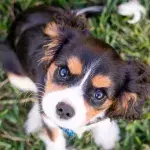 Rescue's plea for help as this dumped puppy with a damaged leg will need it removed 
