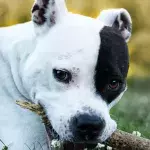 Rescue's plea as this pup with anxiety issues was adopted just to be dumped back at the shelter a week later