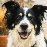 Rescue’s tears of joy as this anxious blind dog finally finds a loving stress-free home