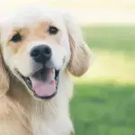 Researchers working on a new drug that might extend the lifespan of dogs