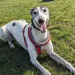 Rspca - Great Ayton Animal Centre