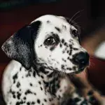Science confirms Dalmatians to be cutest dog breed 