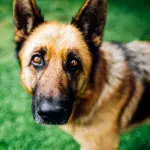 ‘Screaming in agony’ dog was heartlessly abandoned in a bush