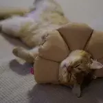Secret messages behind your cat’s 5 sleeping positions 