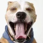 This senior dog was dumped in a shelter to die; instead, it is happier than ever in her ‘fountain of youth’ new home 