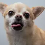 This senior pup's extra long tongue got him abandoned, but it is actually adorable (VIDEO)