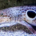 Sharks are learning to walk on land, should we be worried?