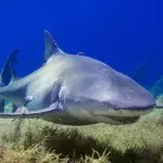 Sharks prefer to roam around coastal cities according to study