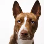 ‘She was hoping they would come back’: a heartbroken pup found dumped on the gas station 