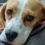 Shelter’s heartache as this dog grew too big for his family and got relinquished