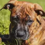 Shelter’s heartbreak over an injured suffering dog dumped on a festive night